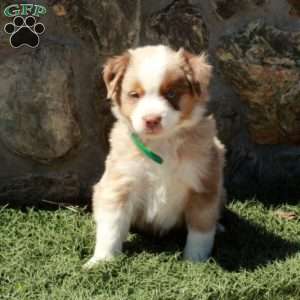 Dusty, Miniature Australian Shepherd Puppy