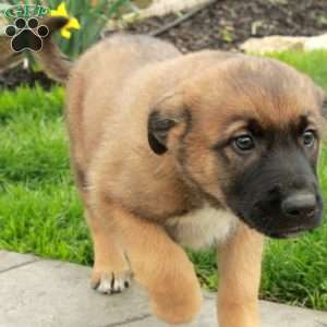 Dusty, Belgian Malinois Mix Puppy