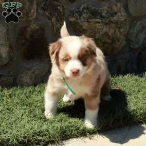 Dusty, Miniature Australian Shepherd Puppy