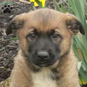 Dusty, Belgian Malinois Mix Puppy