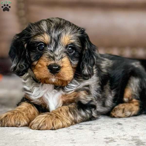 Asher, Cavapoo Puppy