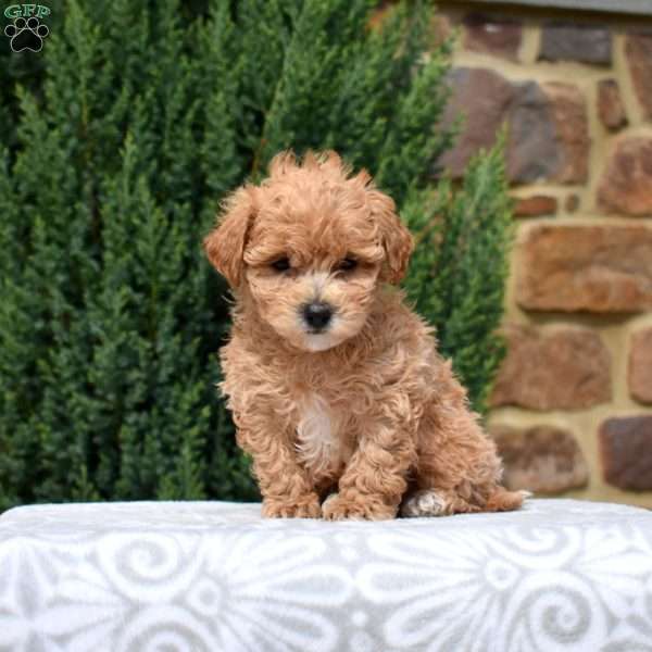 Easton, Bich-Poo Puppy