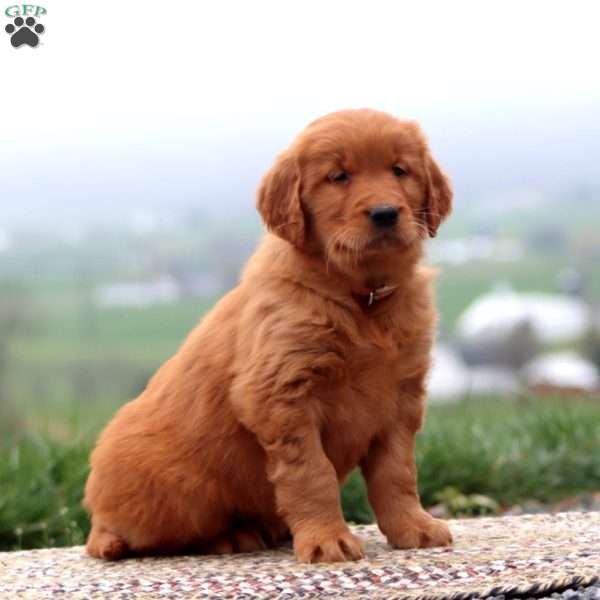 Echo, Golden Retriever Puppy