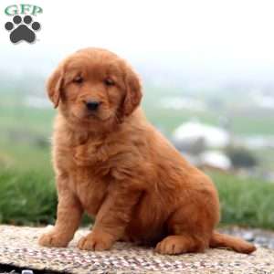 Echo, Golden Retriever Puppy