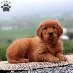 Echo, Golden Retriever Puppy