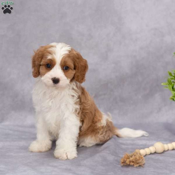 Peter, Cavapoo Puppy