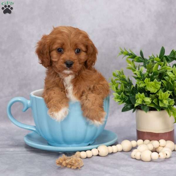 Poppy, Cavapoo Puppy