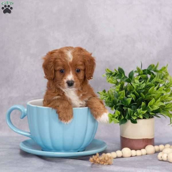 Pepper, Cavapoo Puppy
