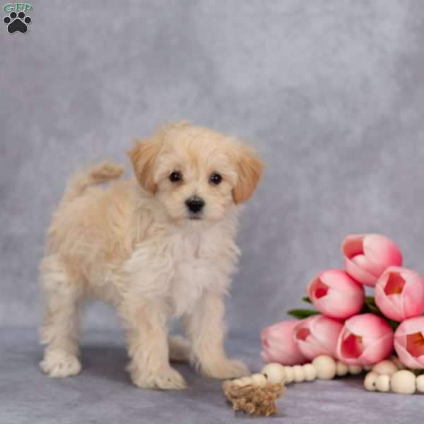 Quinton, Maltipoo Puppy