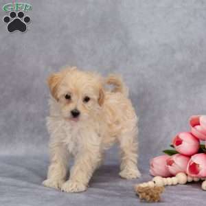 Quinton, Maltipoo Puppy