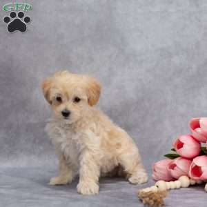 Quinton, Maltipoo Puppy