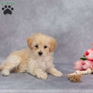 Quinton, Maltipoo Puppy