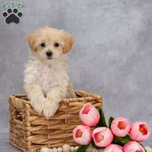 Quinton, Maltipoo Puppy