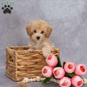 Quest, Maltipoo Puppy