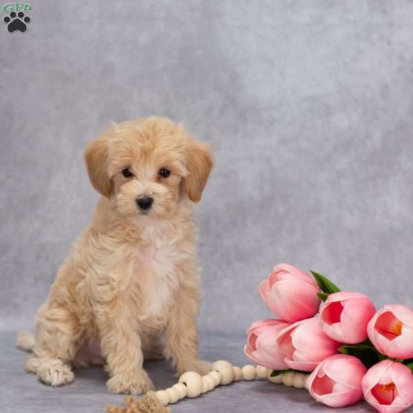 Quest, Maltipoo Puppy