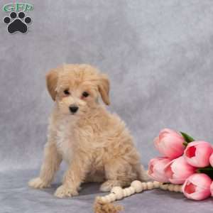 Quest, Maltipoo Puppy