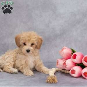 Quest, Maltipoo Puppy