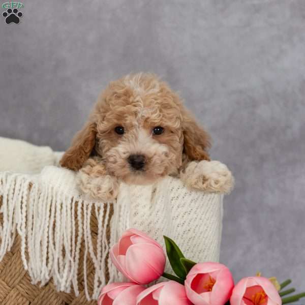 Tank, Bich-Poo Puppy