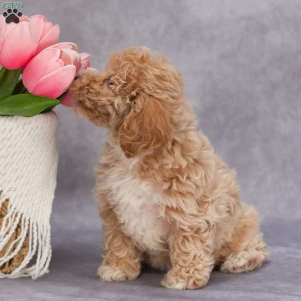 Trudy, Bich-Poo Puppy