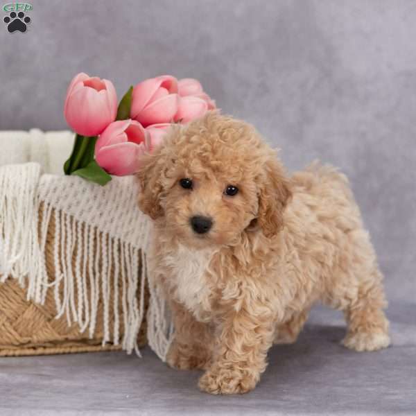 Tina, Bich-Poo Puppy