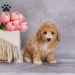 Trixie, Bich-Poo Puppy