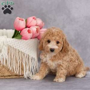 Trixie, Bich-Poo Puppy