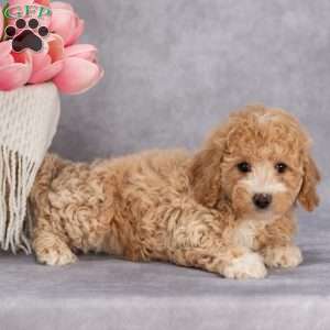 Trixie, Bich-Poo Puppy