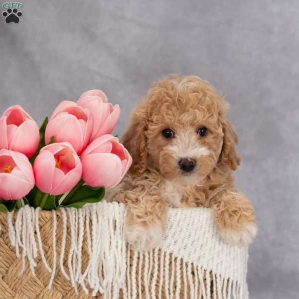 Trixie, Bich-Poo Puppy