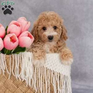 Trixie, Bich-Poo Puppy