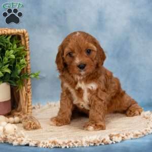 Cooper, Cavapoo Puppy