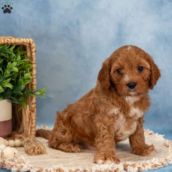 Cooper, Cavapoo Puppy