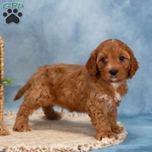 Cooper, Cavapoo Puppy