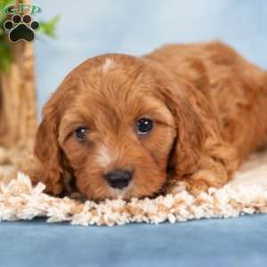 Cooper, Cavapoo Puppy