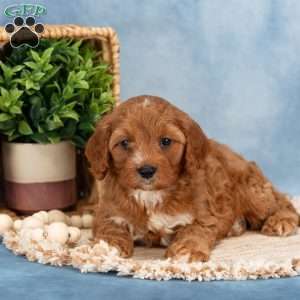 Cooper, Cavapoo Puppy