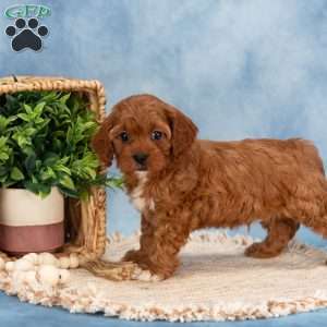 Charlie, Cavapoo Puppy