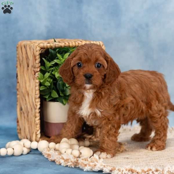 Charlie, Cavapoo Puppy
