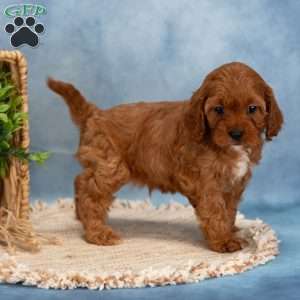 Charlie, Cavapoo Puppy