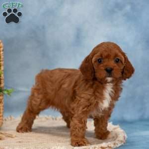 Charlie, Cavapoo Puppy