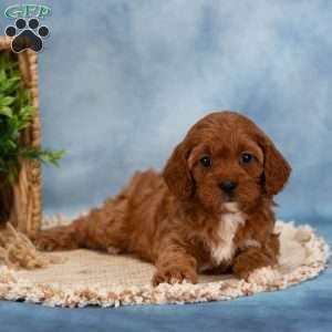 Charlie, Cavapoo Puppy