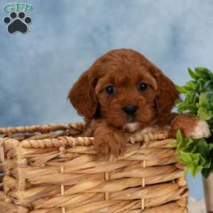 Charlie, Cavapoo Puppy