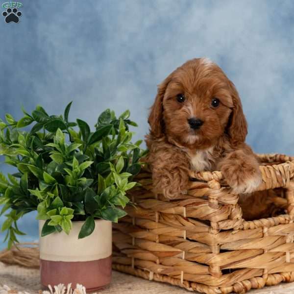 Chester, Cavapoo Puppy