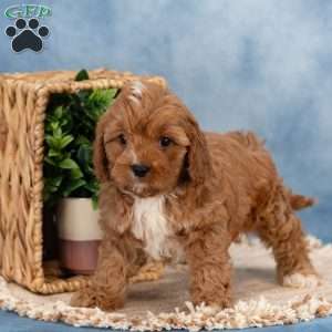 Chester, Cavapoo Puppy