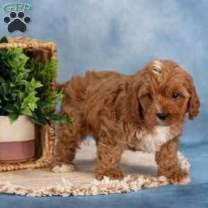 Chester, Cavapoo Puppy