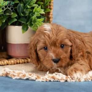 Chester, Cavapoo Puppy