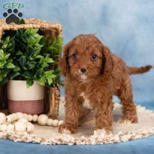 Confetti, Cavapoo Puppy