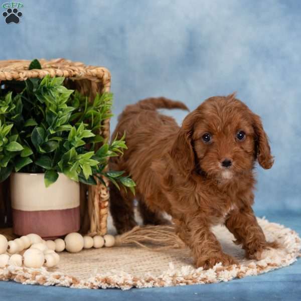 Confetti, Cavapoo Puppy