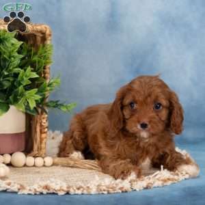 Confetti, Cavapoo Puppy