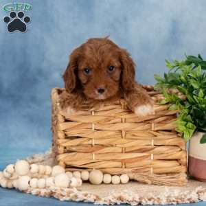 Confetti, Cavapoo Puppy
