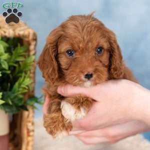 Confetti, Cavapoo Puppy