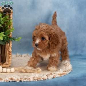 Cupcake, Cavapoo Puppy